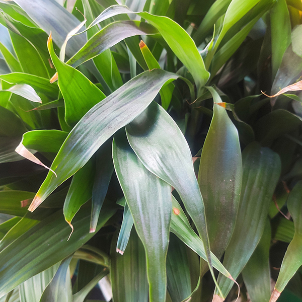 Phát tài Mỹ (3 cây)